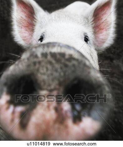 Closeup of a pig's nose View Large Photo Image Stock Photo - Closeup of a pig's nose. Fotosearch