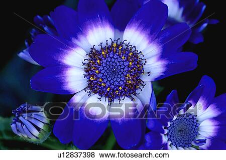 Stock Photo - Closeup of blue flower. Fotosearch