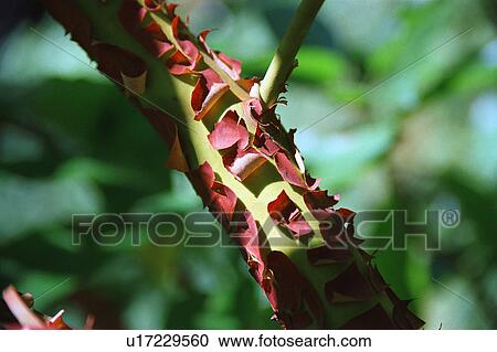 Closeup of branch with bark peeling off View Large Photo Image Stock Image - Closeup of branch with bark peeling off. Fotosearch