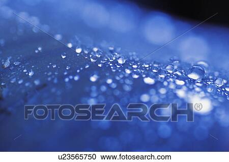 Closeup of dew or rain drops View Large Photo Image Stock Image - Closeup of dew or rain drops. Fotosearch