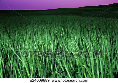 Stock Photo - Closeup of green grass in field. Fotosearch