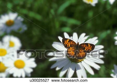 Stock Photo - Closeup of monarch butterfly on a daisy. Fotosearch