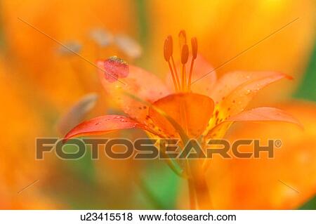 Stock Photo - Closeup of orange Alpine Lily flower. Fotosearch