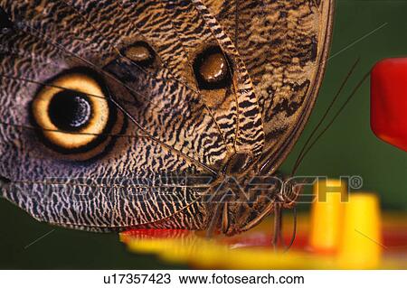 Stock Image - Closeup of Owl butterfly. Fotosearch