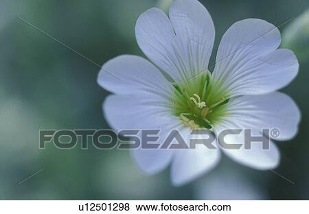 Stock Photo - Closeup of white flower. Fotosearch