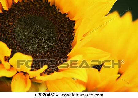 Picture - Closeup of yellow flower. Fotosearch