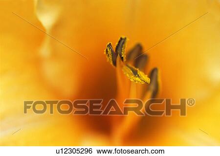 Stock Photograph - Closeup of yellow flower. Fotosearch