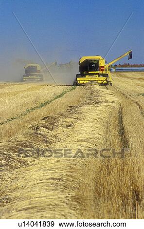 Stock Photo - Combines cutting crop. Fotosearch