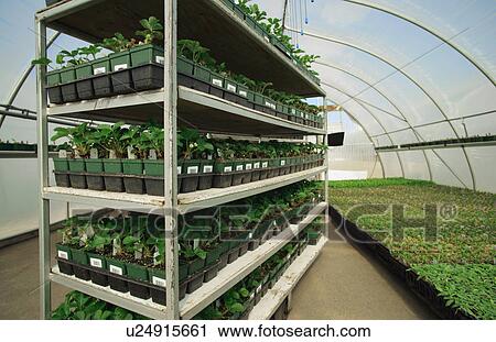 Stock Image - Commercial plant growing. Fotosearch