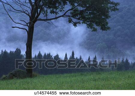 Stock Photography - Coniferous trees early in the morning. Fotosearch