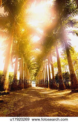 Corridor of palm trees View Large Photo Image Stock Photo - Corridor of palm trees. Fotosearch