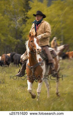 Stock Image - Cowboy on cattle round up in Southern Alberta Canada. Fotosearch