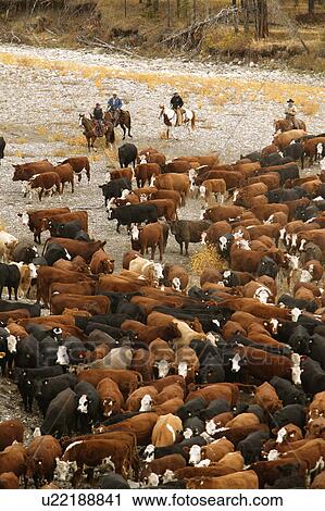 Cowboys on cattle roundup Southern Alberta Canada View Large Photo Image Stock Image - Cowboys on cattle roundup Southern Alberta Canada. Fotosearch