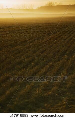 Cultivated field early in the morning View Large Photo Image Stock Image - Cultivated field early in the morning. Fotosearch