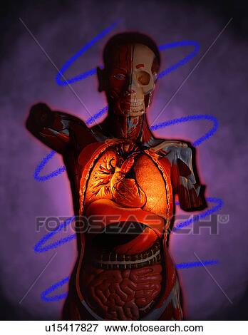 Stock Photo - Cutaway view of chest cavity. Fotosearch
