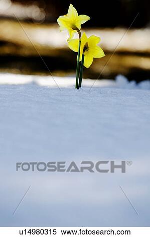 Stock Photography - Daffodils growing through the snow. Fotosearch