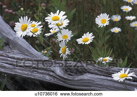 Daisies View Large Photo Image Stock Photograph - Daisies. Fotosearch