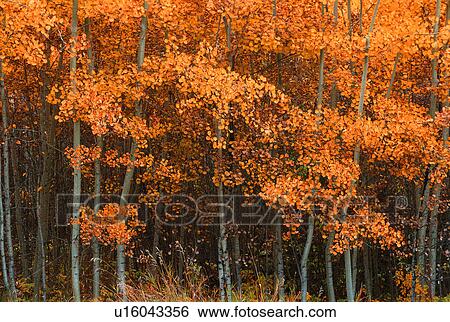 Deciduous Aspen forest in fall View Large Photo Image Stock Photograph - Deciduous Aspen forest in fall. Fotosearch