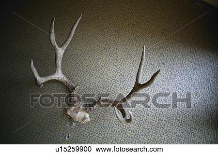 Deer antlers View Large Photo Image Stock Image - Deer antlers. Fotosearch