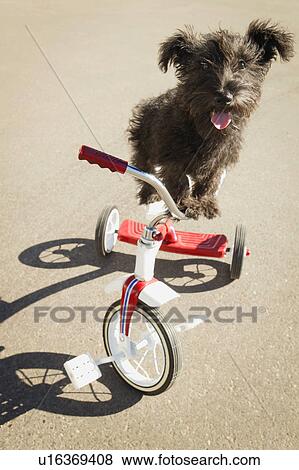 Dog on tricycle View Large Photo Image Stock Photo - Dog on tricycle. Fotosearch