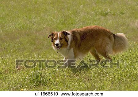 Dog running View Large Photo Image Stock Image - Dog running. Fotosearch