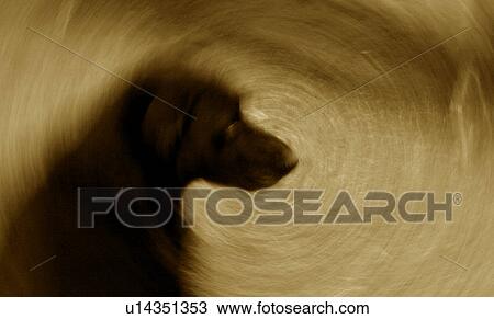 Dog silhouette View Large Photo Image Stock Image - Dog silhouette. Fotosearch