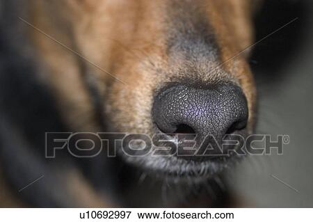 Dog's nose View Large Photo Image Stock Photo - Dog's nose. Fotosearch