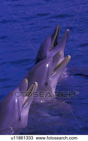 Stock Image - Dolphins standing in water. Fotosearch