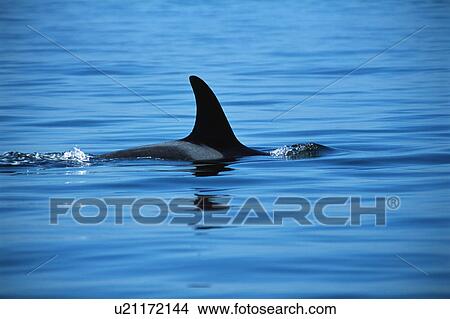Dorsal fin of killer whale View Large Photo Image Picture - Dorsal fin of killer whale. Fotosearch