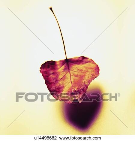 Dried leaf View Large Photo Image Stock Image - Dried leaf. Fotosearch