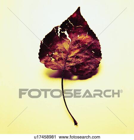 Stock Image - Dried leaf. Fotosearch