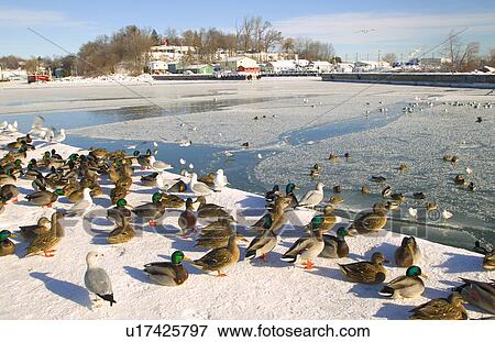Ducks and gulls View Large Photo Image Stock Photo - Ducks and gulls. Fotosearch