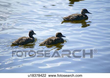 Ducks swim in a pond View Large Photo Image Stock Image - Ducks swim in a pond. Fotosearch