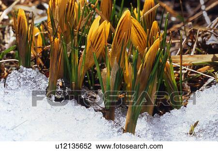 Stock Image - Early crocuses. Fotosearch