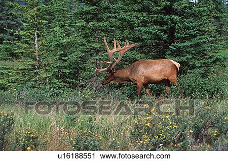 Stock Image - Elk in Bush. Fotosearch