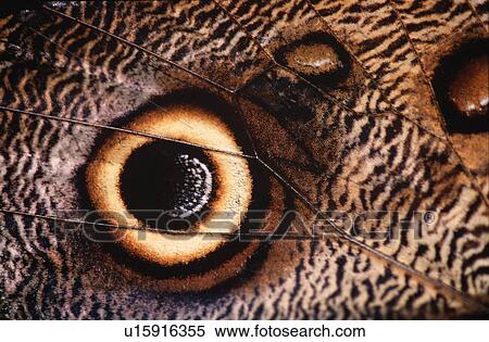 Stock Photography - Eyespot on Owl butterfly wing. Fotosearch