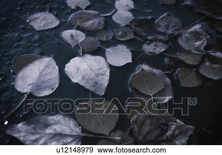 Fallen leaves View Large Photo Image Stock Photo - Fallen leaves. Fotosearch