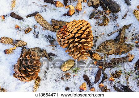 Fallen pine cones View Large Photo Image Stock Image - Fallen pine cones. Fotosearch