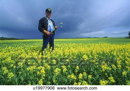 Farmer inspecting the crop View Large Photo Image Stock Photo - Farmer inspecting the crop. Fotosearch