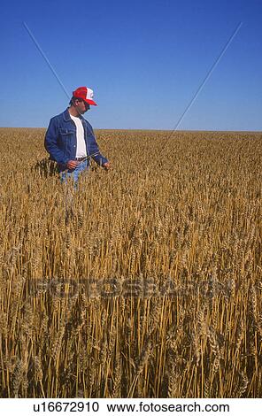 Stock Image - Farmer surveying crop. Fotosearch