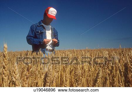 Farmer surveying crop View Large Photo Image Stock Photograph - Farmer surveying crop. Fotosearch