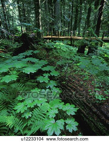 Ferns and bushes on forest floor View Large Photo Image Picture - Ferns and bushes on forest floor. Fotosearch
