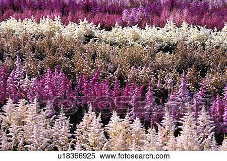 Stock Photography - Field of flowers. Fotosearch