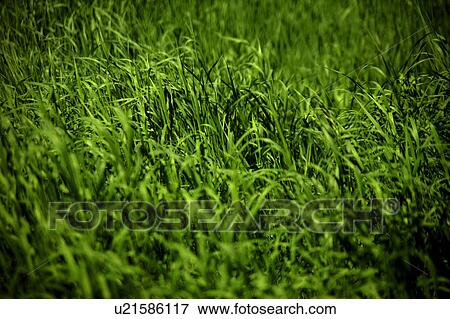 Field of green crop View Large Photo Image Stock Photo - Field of green crop. Fotosearch