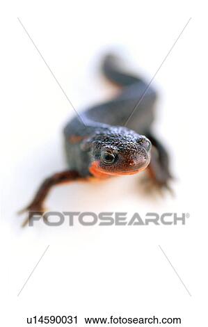 Firebelly newt View Large Photo Image Stock Image - Firebelly newt. Fotosearch