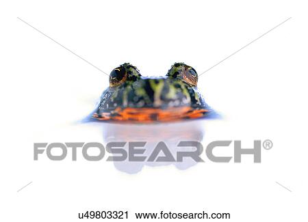 Firebelly toad in water View Large Photo Image Stock Image - Firebelly toad in water. Fotosearch