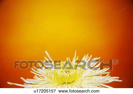Flower View Large Photo Image Stock Photo - Flower. Fotosearch