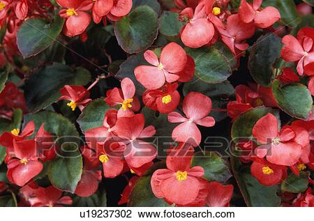 Stock Image - Flowering begonia. Fotosearch