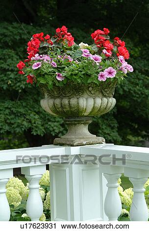 Flowers in a stone pot on display View Large Photo Image Stock Image - Flowers in a stone pot on display. Fotosearch