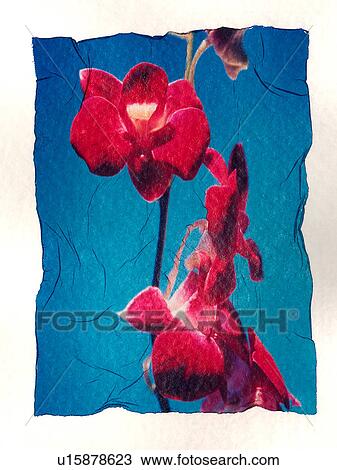 Flowers on watercolor paper View Large Photo Image Stock Image - Flowers on watercolor paper. Fotosearch
